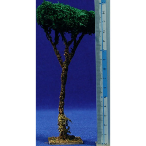 Pino 16 cm muschio polare