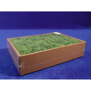 Muschio polare verde chiaro 250 gr