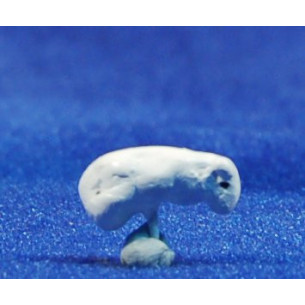 Be 1 cm fang pintat Aurora