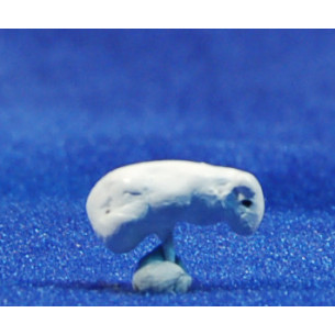 Be 1 cm fang pintat Aurora