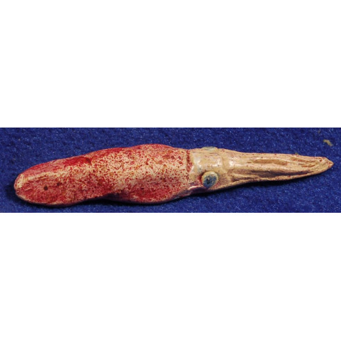 Calamar 6,5 cm fang pintat