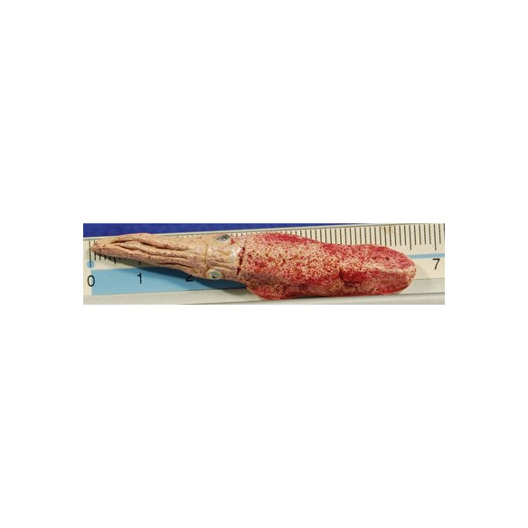 Calamar 6,5 cm fang pintat