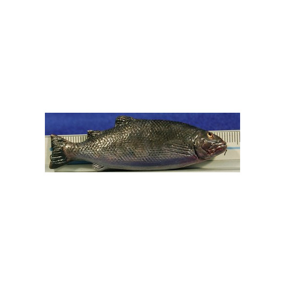 Fish silver 7 cm clay painted