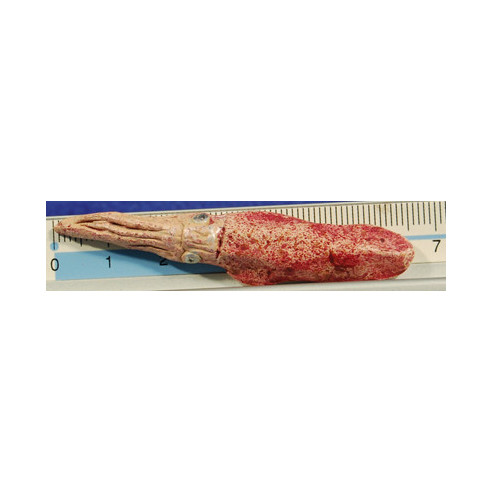 Calamar 6,5 cm barro pintado