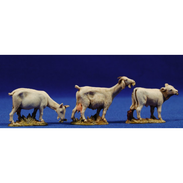 Group of 3 ghoats eating 10 cm plastic Moranduzzo - Landi