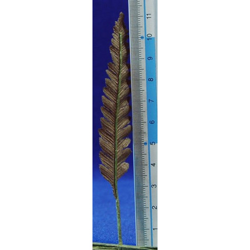 12 fulles palmera fosca 9 cm plàstic