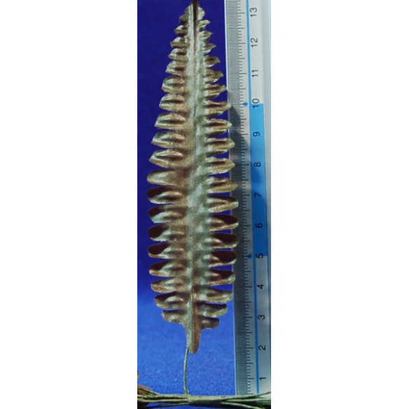 12 palm leaf dark 11 cm plastic