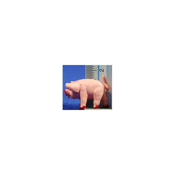Pig 4 cm plastic