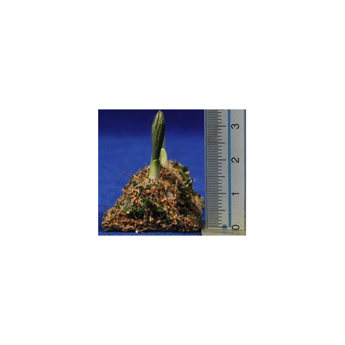 Campo cebollas 6 cm resina