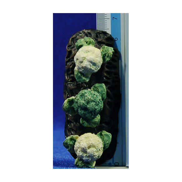 Camp coliflors 7 cm resina