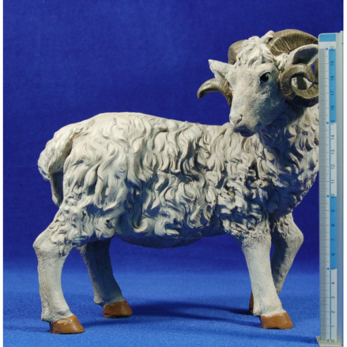 Boc 50 cm resina