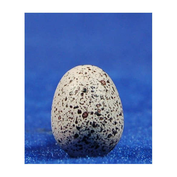 Ou 1,5 cm resina