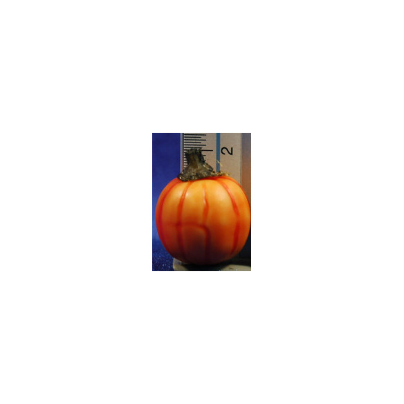 Calabaza 1,8 cm resina