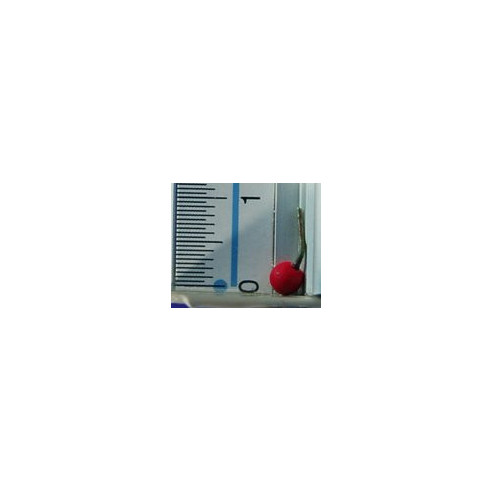 Cereza con tallo 3 mm resina