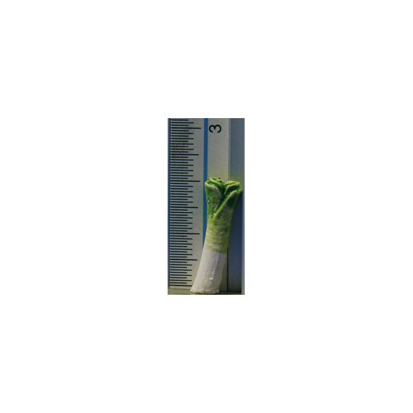 Porro 2 cm resina