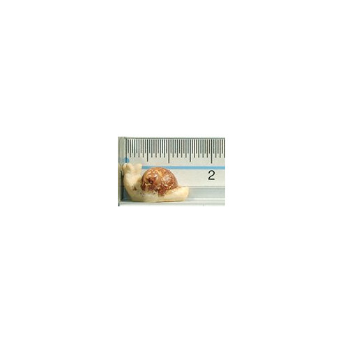 Snail 12 cm resin