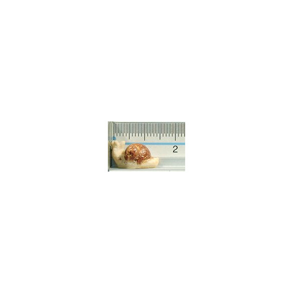 Cargol 12 cm resina
