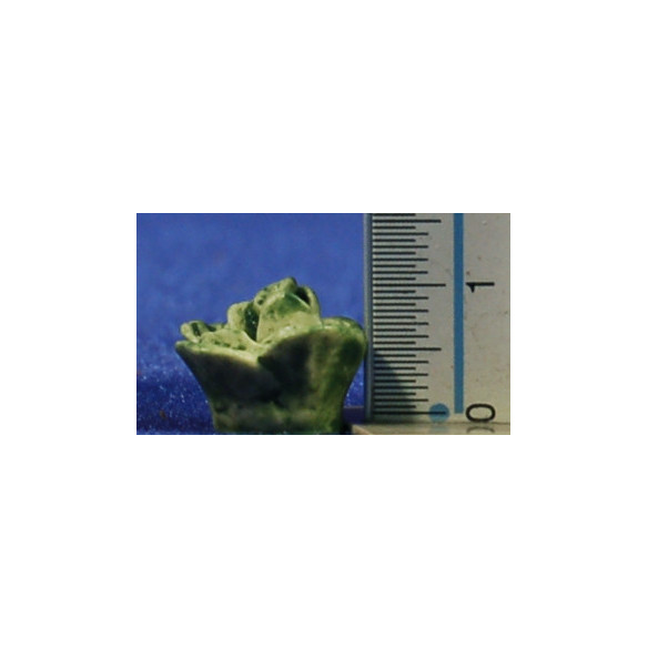 Lattuga 1,5 cm resina