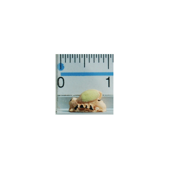 Ape 0,7 cm cm resina Belenes Puig
