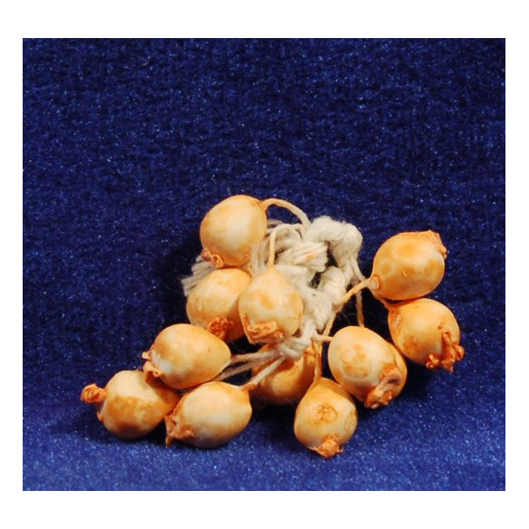 Cipolle 4,5 cm vimini