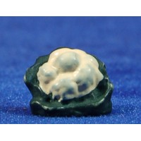 Coliflor 1,5 cm resina