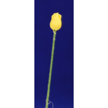 Tulipan amarillo 0,6cm mas tallo plàstico